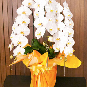 phalaenopsis_3_standard