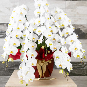 phalaenopsis_5_deluxe