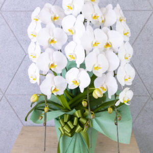 phalaenopsis_3_start
