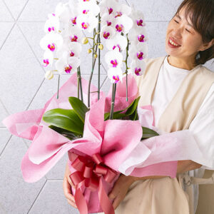 phalaenopsis_c_deluxe