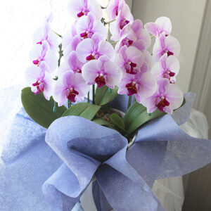 phalaenopsis_c_start