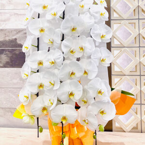 phalaenopsis_3_deluxe