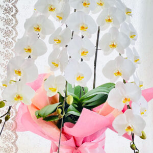 phalaenopsis_c_standard