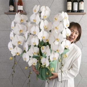 phalaenopsis_ standard