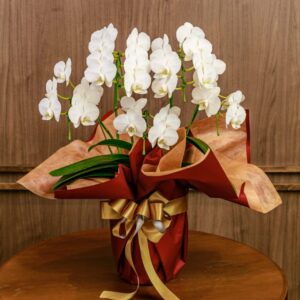 phalaenopsis_c_deluxe5
